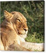 Lioness Lazing In The Klaserie Reserve, Greater Kruger National Park Canvas Print