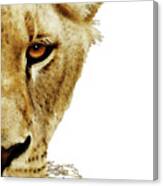 Lioness Lion Art - On The Side Canvas Print