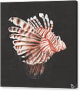 Lionfish Canvas Print