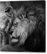 Lions In Love Canvas Print