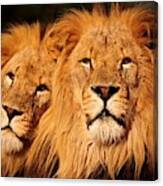 Lions Rule And I Do Too Canvas Print