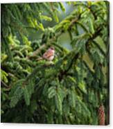 Little Bird On A Fir Branch In Forest Canvas Print