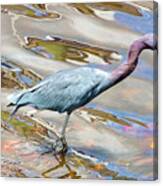 Little Blue Heron Fishing Canvas Print