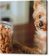 Little Yorkie Asking For Snacks Canvas Print