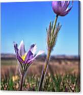 Live In The Sunshine - Prairie Crocus Pasque Flowers With Emerson Quote - 5x7 Crop Canvas Print