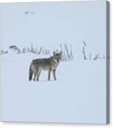 Lone Coyote In The Snow Canvas Print