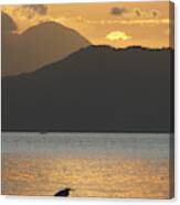 Lonely Bird On The Rock Canvas Print