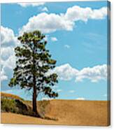 Lonesome Pine Canvas Print