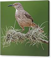 Portrait Of A Long-billed Thrasher Canvas Print