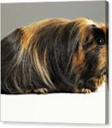 Long Haired Ginger, Black And White Guinea Pig Canvas Print