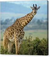 Long Necked Canvas Print