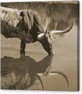 Longhorn Cow Carley's Nirvana In The Water Canvas Print
