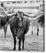 Longhorn Leader Canvas Print