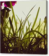 Looking Through The Grass Canvas Print