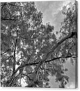 Looking Up In Black And White Infrared Canvas Print