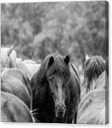 Lost In A Crowd Ii - Horse Art Canvas Print