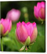 Lotus And Friends Canvas Print