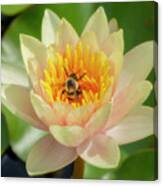 Lotus Flower And Bee Canvas Print