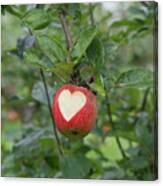 Love Apples Canvas Print