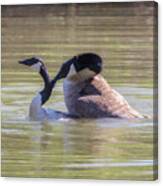 Love Bites - Canada Geese Mating Behavior Canvas Print