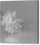 Love In A Mist In Black And White Canvas Print