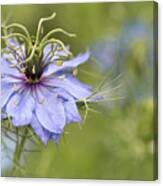 Love In A Mist Canvas Print