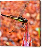 Lovely Dragonfly Canvas Print