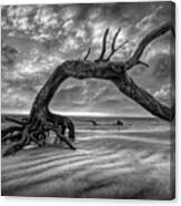 Low Tide At Sunrise At Driftwood Beach Jekyll Island Black And W Canvas Print