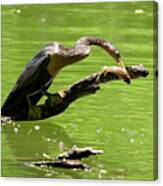 Lunch For One Canvas Print