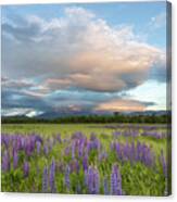 Lupine Sunset Meadows Glow Canvas Print