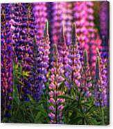 Lupines Sidelit By First Sunlight Canvas Print