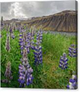 Lupins On Snaefellsnes,iceland Canvas Print