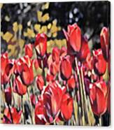 Luscious Red Tulips Canvas Print