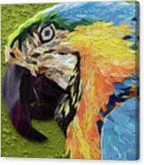 Mackey The Blue And Yellow Macaw Canvas Print
