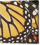 Macro Monarch Canvas Print