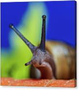 Macro Photography - Snail Canvas Print