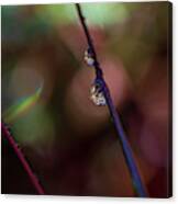 Macro Photography - Water Drops Canvas Print