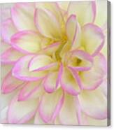 Macro Soft Pink, Yellow And White Dahlia Bloom Canvas Print