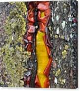 Madrone Tree Bark Abstract Canvas Print