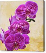 Magenta Moth Orchids Canvas Print