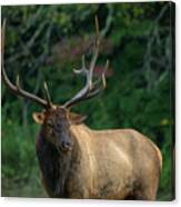 Magnificent Bull Elk Canvas Print
