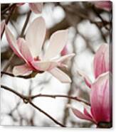 Magnolias In March Canvas Print