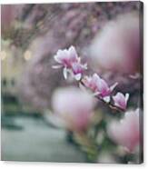 Magnolias Canvas Print