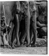 Mahout And The Elephants Canvas Print