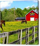 Mail Pouch Barn And Horses Canvas Print