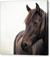 Maile - Horse Art Canvas Print