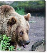 Majestic Grizzly Canvas Print