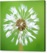 Make A Wish - On Green Canvas Print