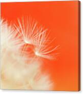 Make A Wish - On Orange Canvas Print