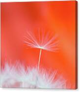 Make A Wish - On Red Canvas Print